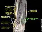 Extensor digitorum muscle
