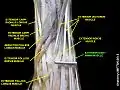 Extensor digiti minimi muscle