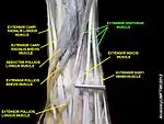 Extensor digitorum muscle
