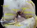 Anterior view of knee.