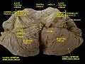 Cerebellum. Inferior surface.