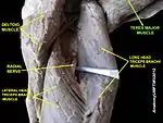 Teres major muscle