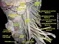Longus colli muscle