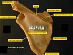 Scapula. Posterior face.