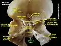 Basilar part of occipital bone