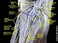 Deep femoral artery