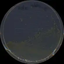 Colonies of the gram negative bacterium S. chlorophenolicum L1