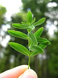 Translucent dots of glandular tissue on the leaves