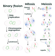 drawing of showing the processes of binary fission, mitosis, and meiosis