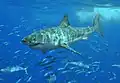The great white shark is involved in the most fatal unprovoked attacks