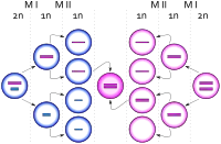 Egg cells dividing, one ending up with an extra copy of the X chromosome, producing a zygote with an extra X