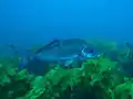 Large blue moki over kelp forest in the MPA