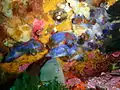 Blue ascidians