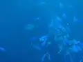 Mixed shoal of trevally and blue mao mao in the MPA
