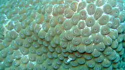The healthy hard coral on the Inner Reef is worth studying close-up.