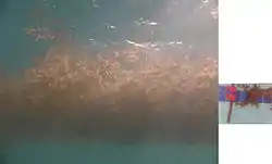 Sargassum weed was photographed in a pool against a standard credit card, the two pictures scaled approximately equally and pasted together. It can be seen that the card fits about ten times into the layer of weed which is thus about half a metre deep