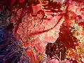 Crustose coralline algae