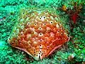 Cushion star