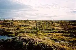 Grassland with occasional trees