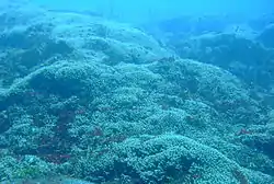 In December 2013 healthy hard corals spread up the Fathom below GAIA from 25 to 15 m.