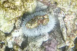 Photo of one of a group of six juvenile sea eggs or white sea urchins seen in a 5 m square area about 50 m inside the top of Inner Cobblers Reef in February 2015