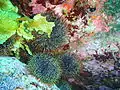 Kina sea urchins