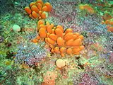 Orange lobed colonial ascidians