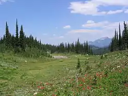 A field with a mountain in the background