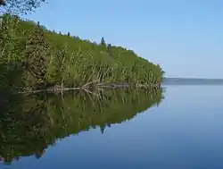 Trees growing up to the waterline on a lake