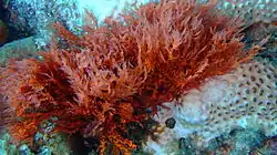Red Algae often grows if coral becomes bleached.