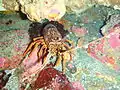 Red rock lobster