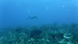 Roy Padmore fishing on the Fathom in 20 m of visibility off Ocean City, St Philip in January 2017.