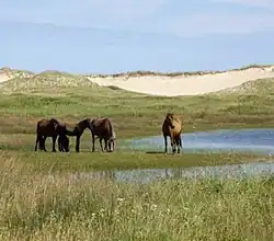 Horses in a grassland