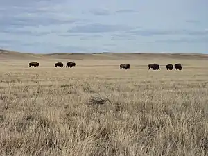 Bison grazing