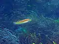 Scarlet wrasse