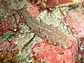 Sea cucumber