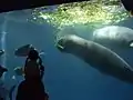 African manatees