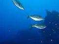 Trevally