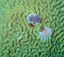 Tubeworms may be seen on healthy corals.