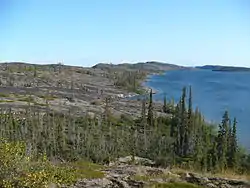 Trees receding into a rocky beach